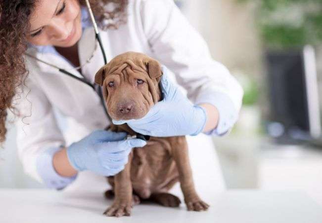 curso-de-auxiliar-de-veterinaria-con-practicas-eesea