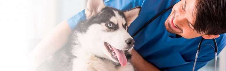 curso de auxiliar tecnico veterinario eesea